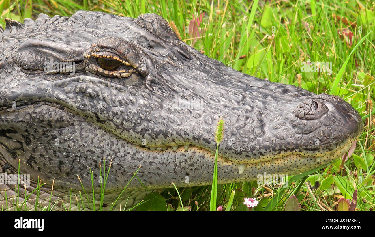 Close-up of a wild American Alligator head and face along Pintail Wildlife Drive at Cameron Prairie National Wildlife Refuge in Louisiana Stock Photo