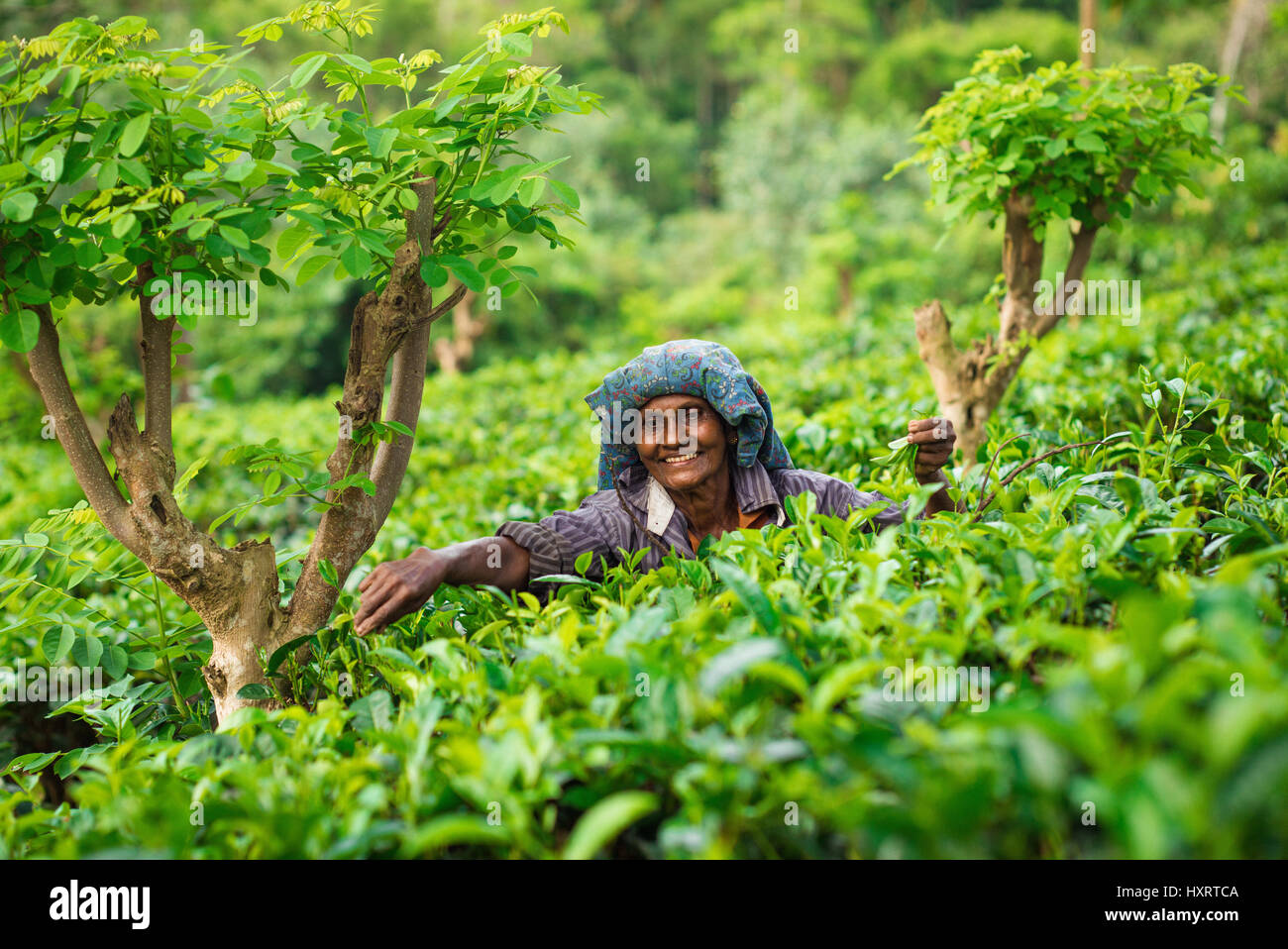 Tea farmers in Sri Lanka.  These ladies work all day in the tea farms of Sri Lanka.  Often they will start work as teenagers working til old age. Stock Photo