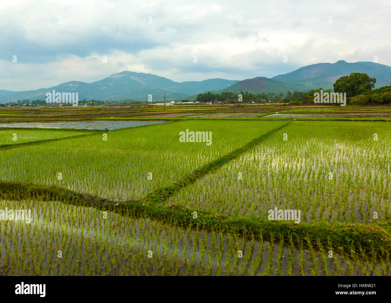 Rice paddy fields are everywhere in Vietnam Stock Photo