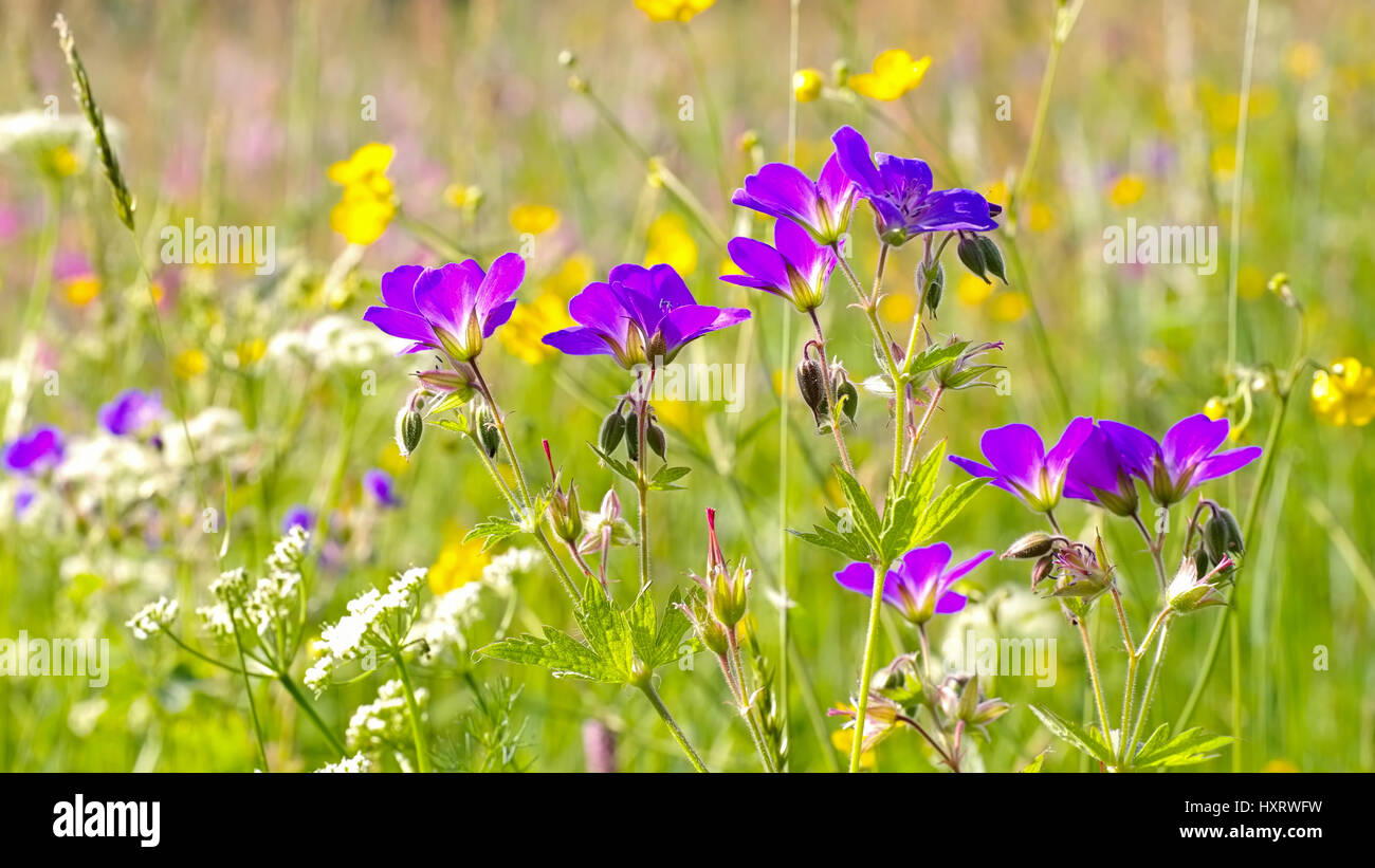 spring flower meadows in mountains in many colours Stock Photo
