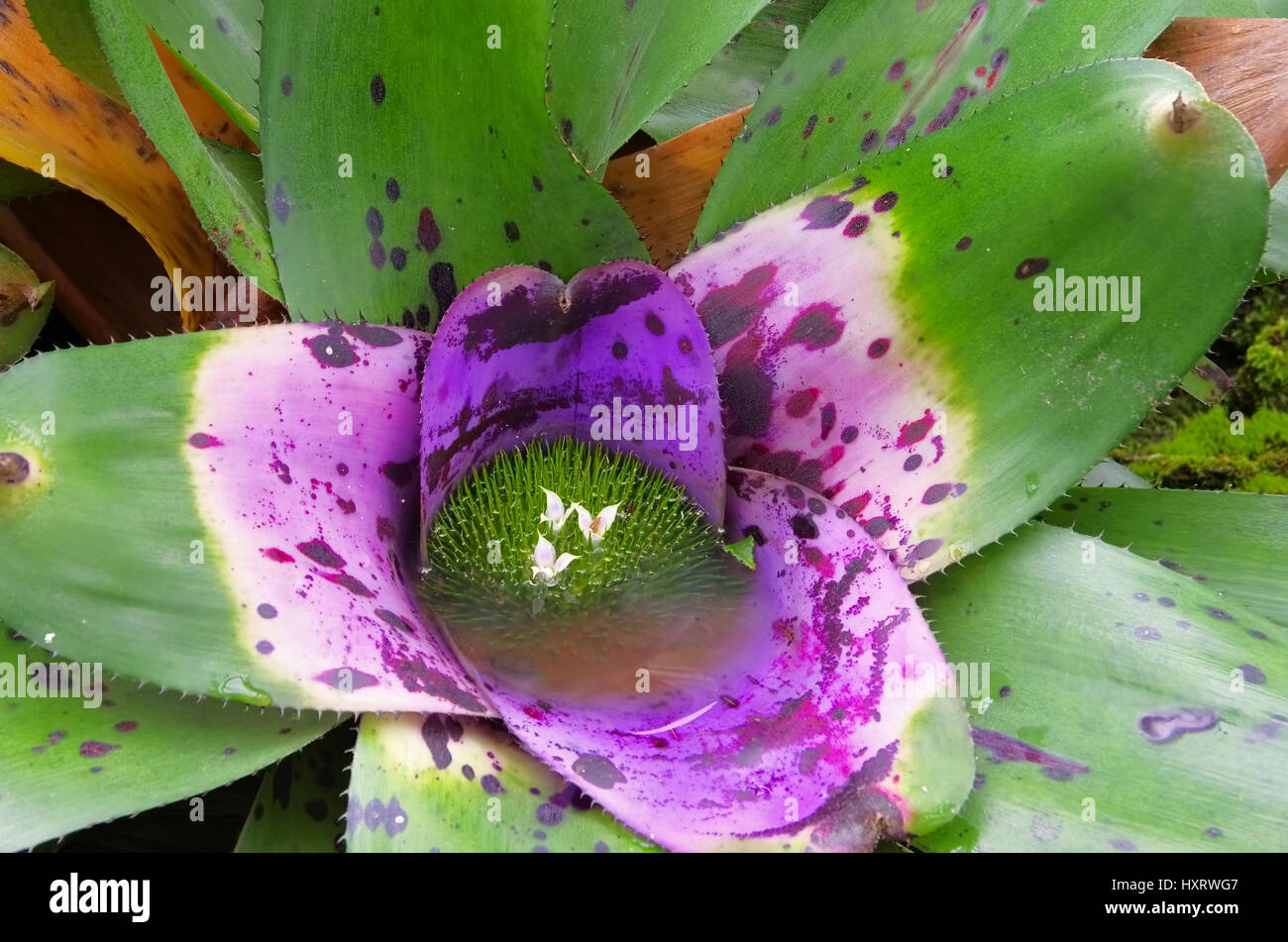 Bromeliad Neoregelia concentrica species Plutonis Stock Photo