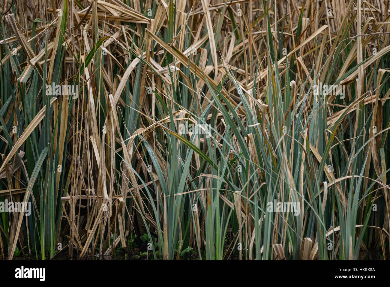 Detail image of reeds in water during Spring Stock Photo - Alamy