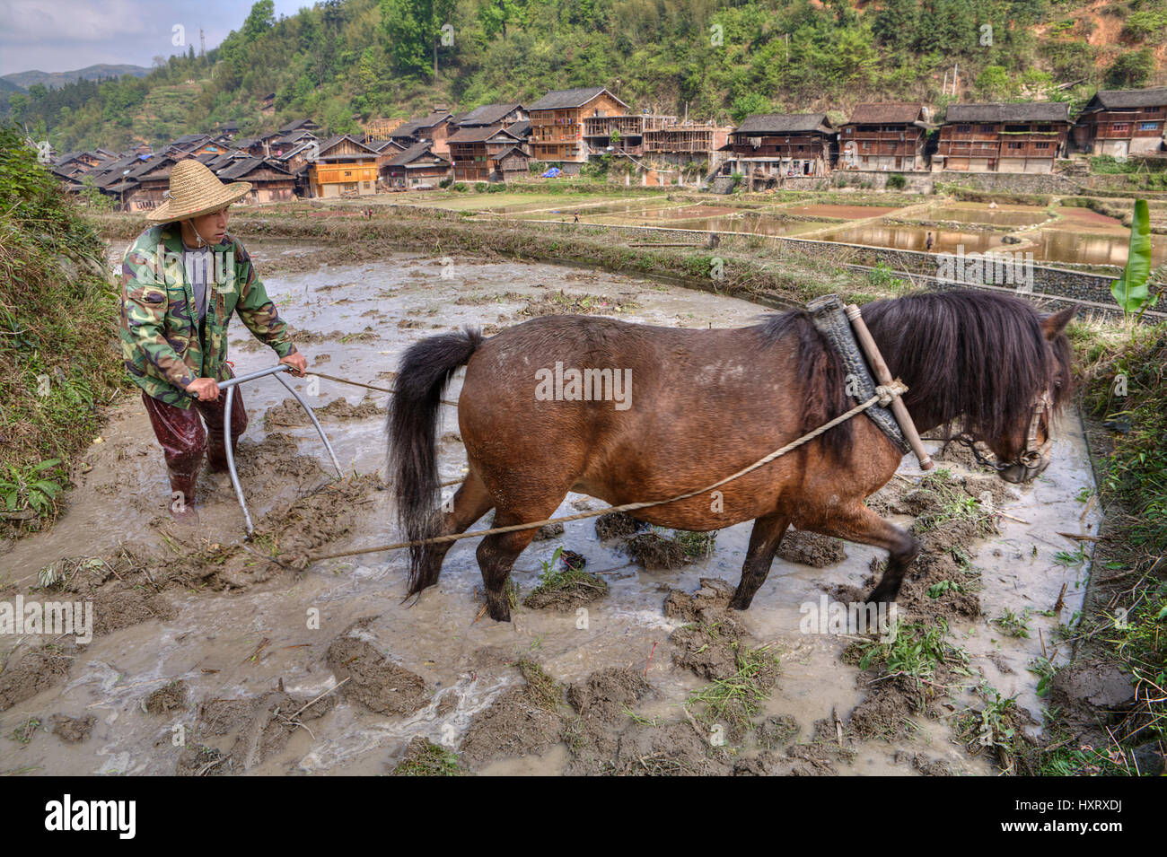 Zhaoxing Dong Village, Guizhou Province, China -  April 8, 2010: Chinese farmers plow soil in rice fields near minority village,  using power of horse Stock Photo