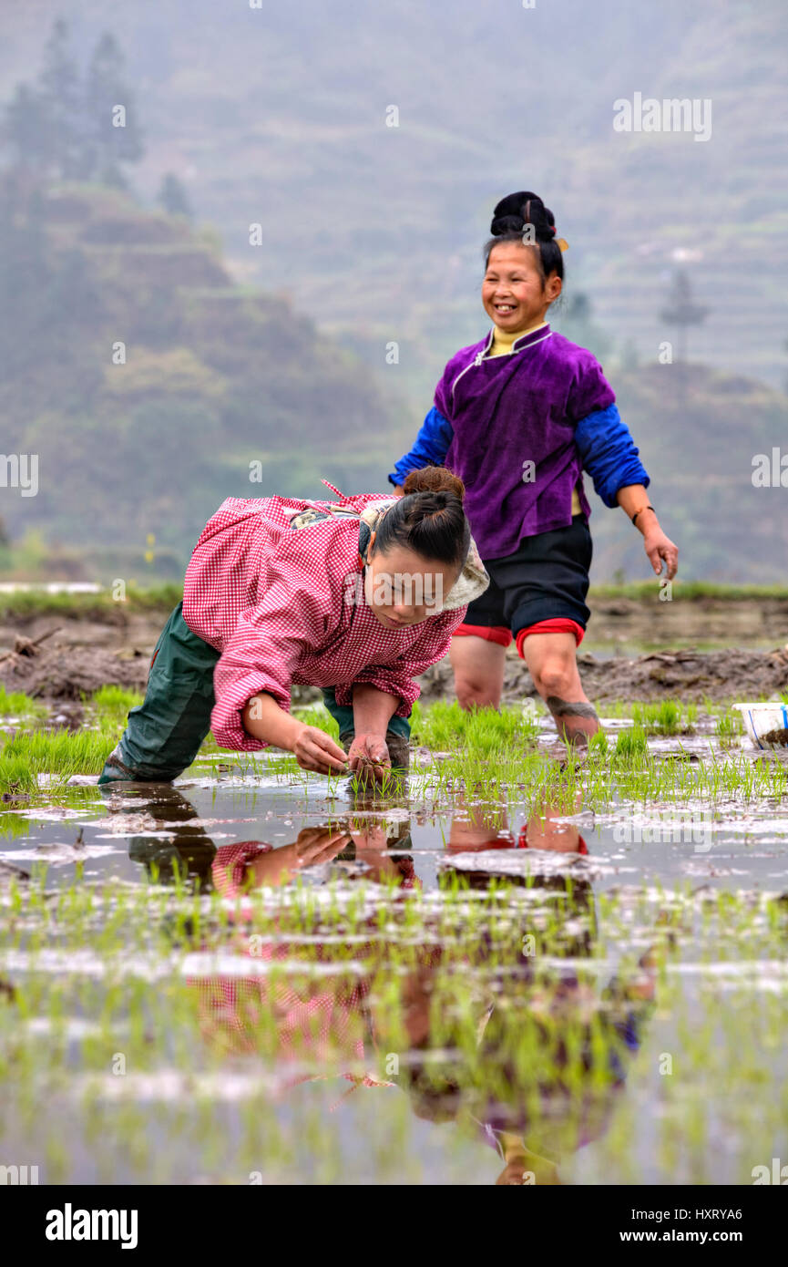 Xijiang miao village, Guizhou Province, China - april 18, 2010: Two farmers women planted rice seedlings in south west China. Stock Photo