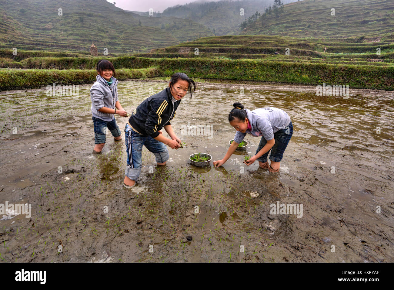 Girls in rice field hi-res stock photography and images - Alamy