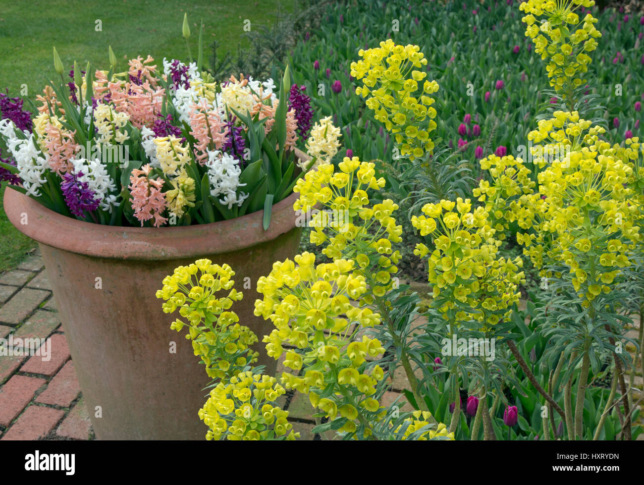 Mediterranean Spurge Euphorbia characias and Hyacinths in flower growing in container  pots Spring Stock Photo - Alamy