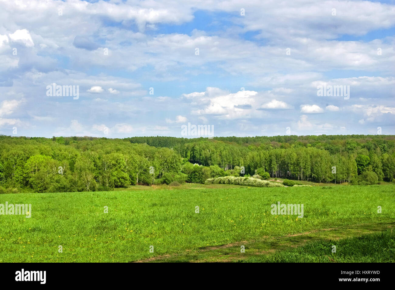 Green fields and forests under a blue sky with white clouds Stock Photo ...