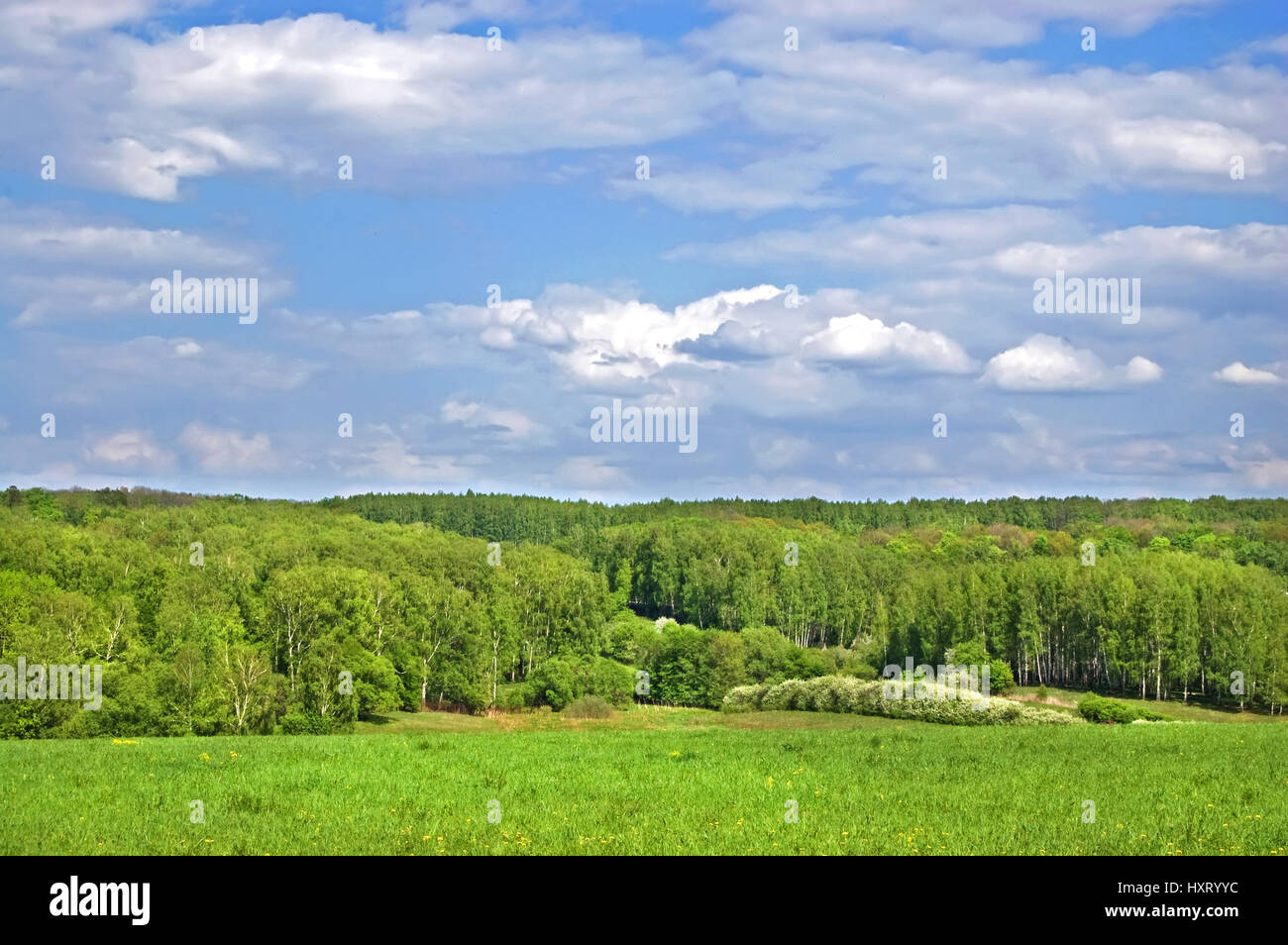 Green fields and forests under a blue sky with white clouds Stock Photo ...
