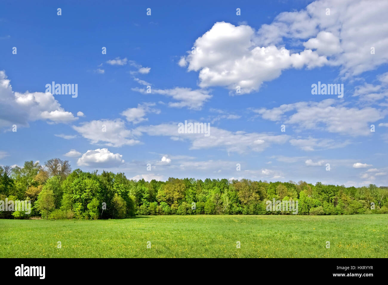 Green fields and forests under a blue sky with white clouds Stock Photo ...