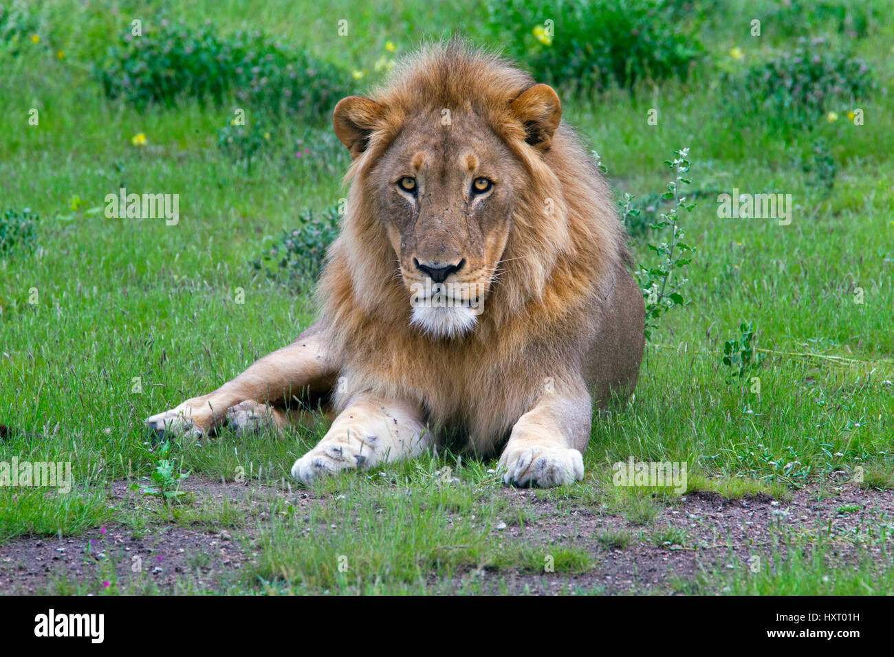 Lion Panthera leo in Etosha National Park Namibia southern Africa. Stock Photo