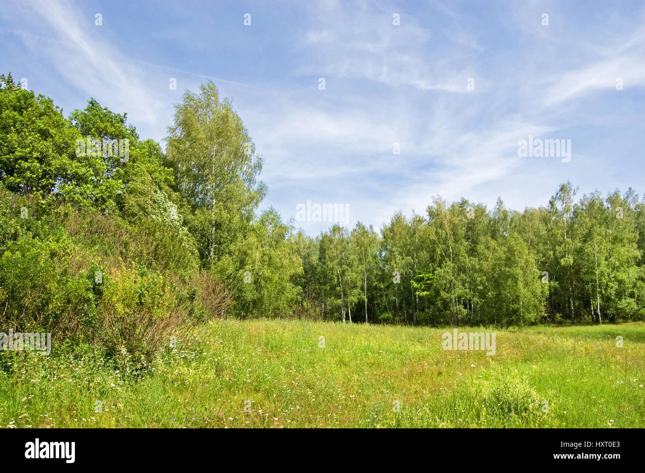 Green fields and forests under a blue sky with white clouds Stock Photo ...