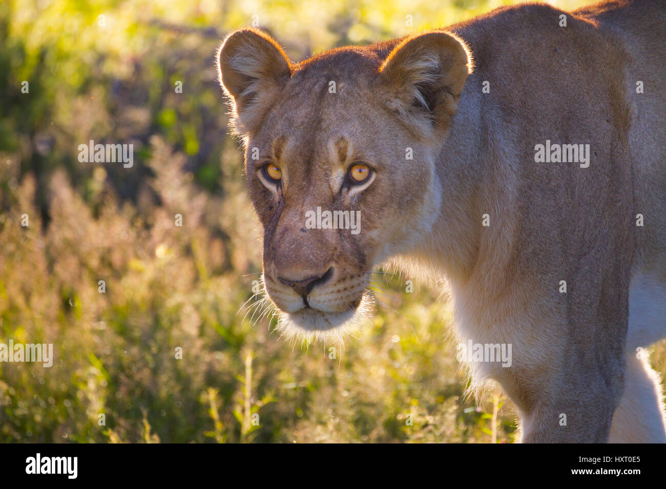 Female Lion Panthera leo in Etosha National Park Namibia southern Africa. Stock Photo