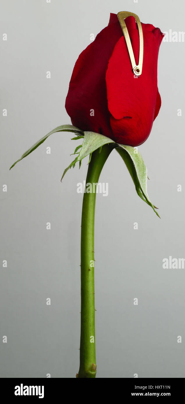 isolated red rose on a white background Stock Photo - Alamy