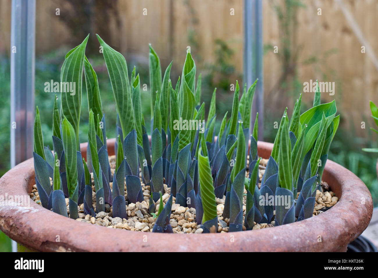 Close up of tender hosta shoots emerging in a clay pot inside a greenhouse in spring England UK United Kingdom GB Great Britain Stock Photo