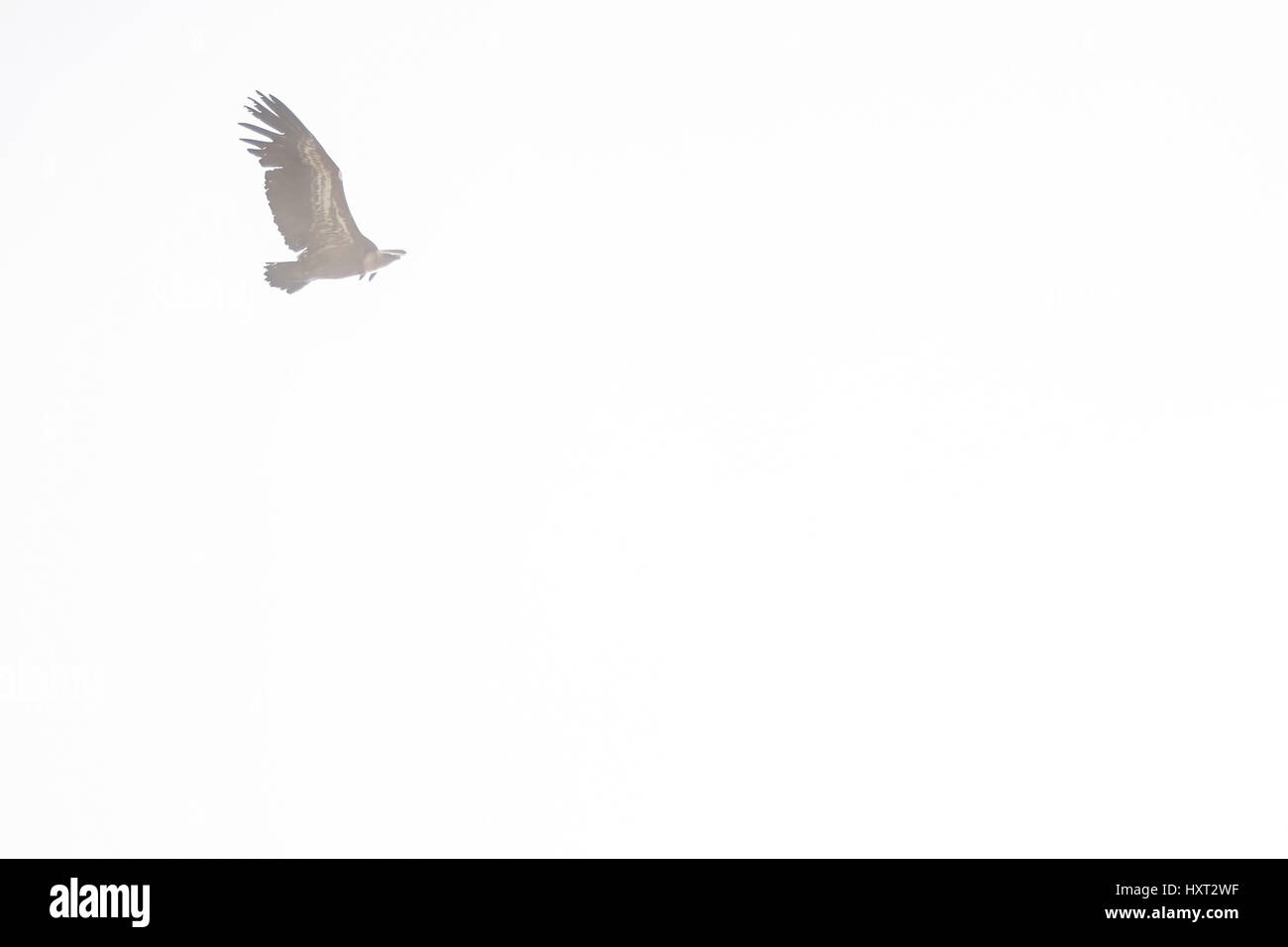 Isolated vulture flying in the sky. From below, copy space. Stock Photo