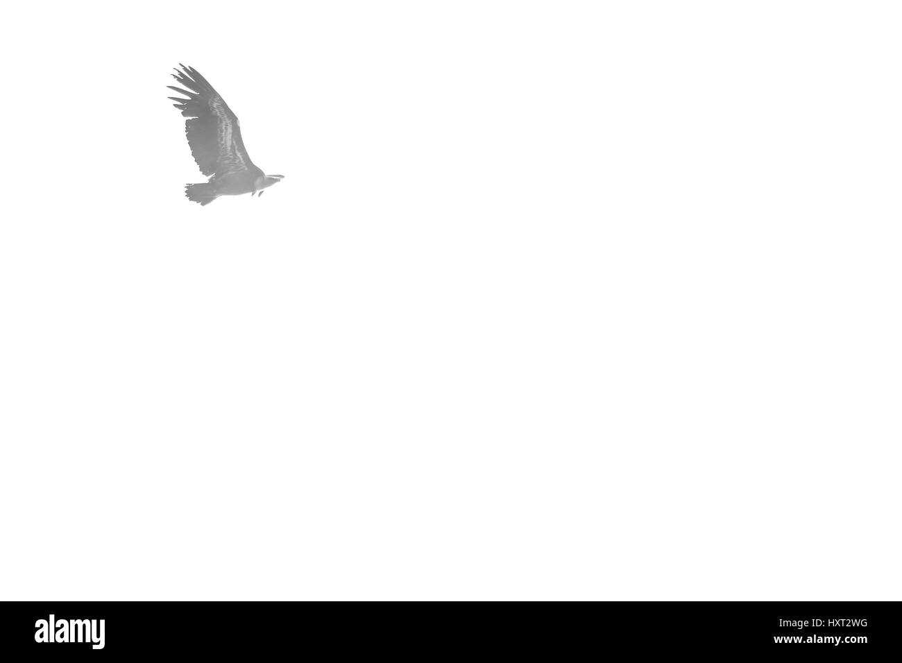 Isolated vulture flying in the sky. From below, copy space. Black and white Stock Photo