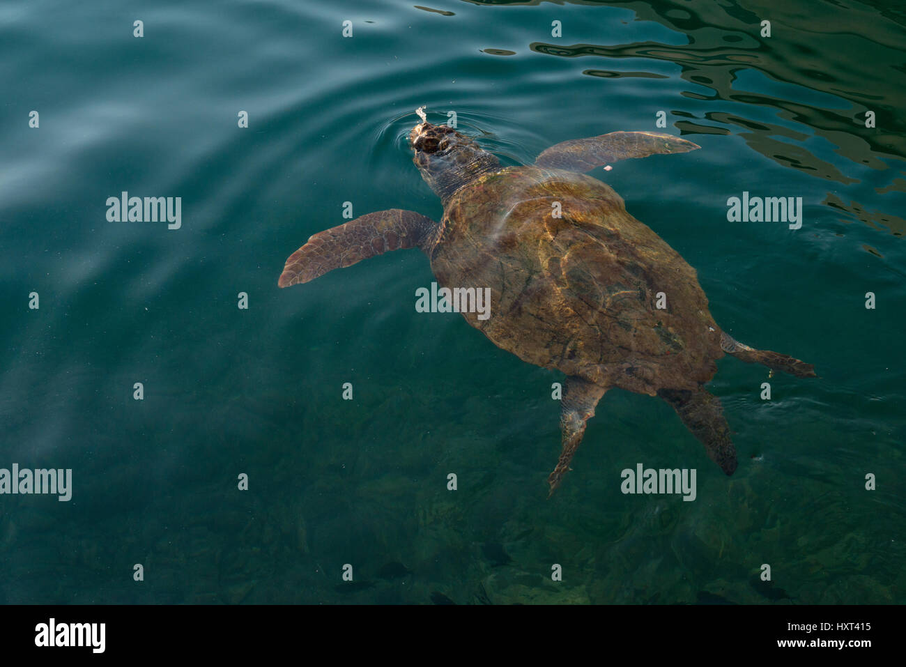 große Schildkröte schwimmt an dunkelgrüner Wasseroberfläche, Insel Kastellorizo, Dodekanes, Griechenland Stock Photo