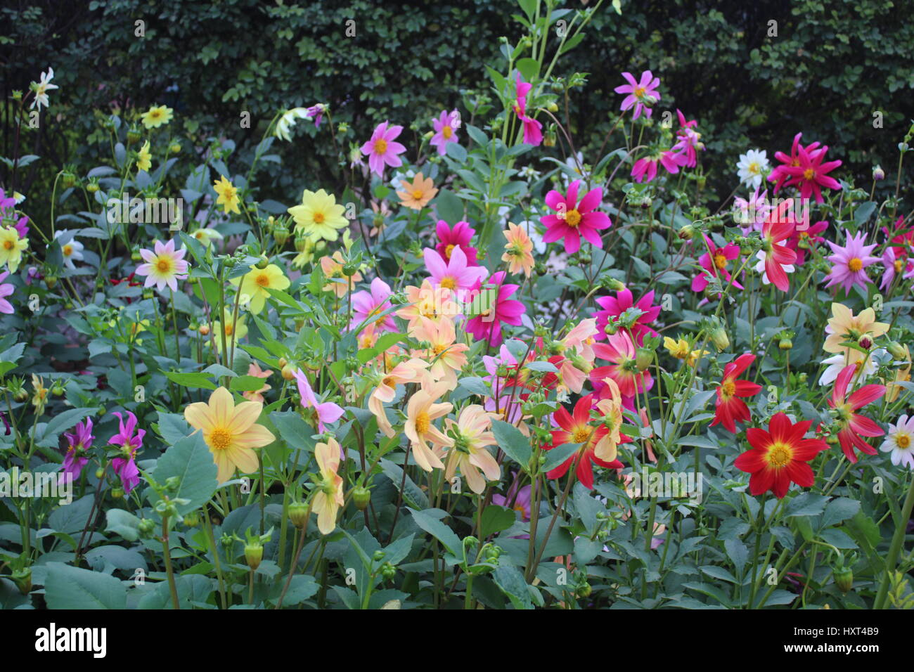 Beautiful flowers in the garden spreading freshness.It Is The Picture taken in a garden situated at New Delhi,India Stock Photo