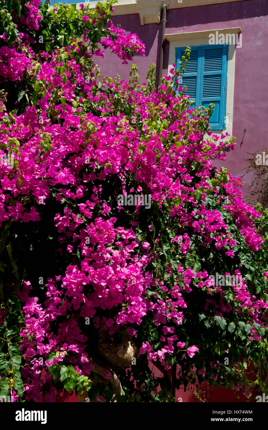 Rosa Bougainvillea vor roter Hauswand mit blauen Fensterläden, Insel Kastellorizo, Dodekanes, Griechenland Stock Photo