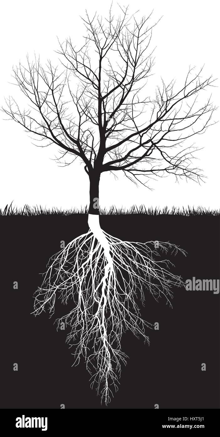 Drawing of Plant Roots Vector Images over 11000
