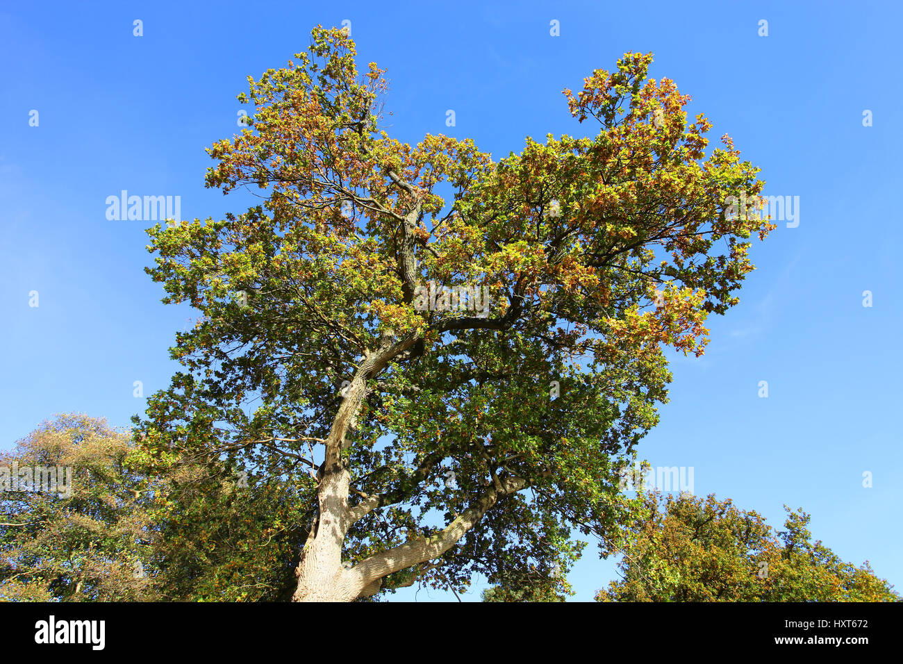 Large Oak tree in Tilgate Park Lake, Crawley, West Sussex, England, UK Stock Photo
