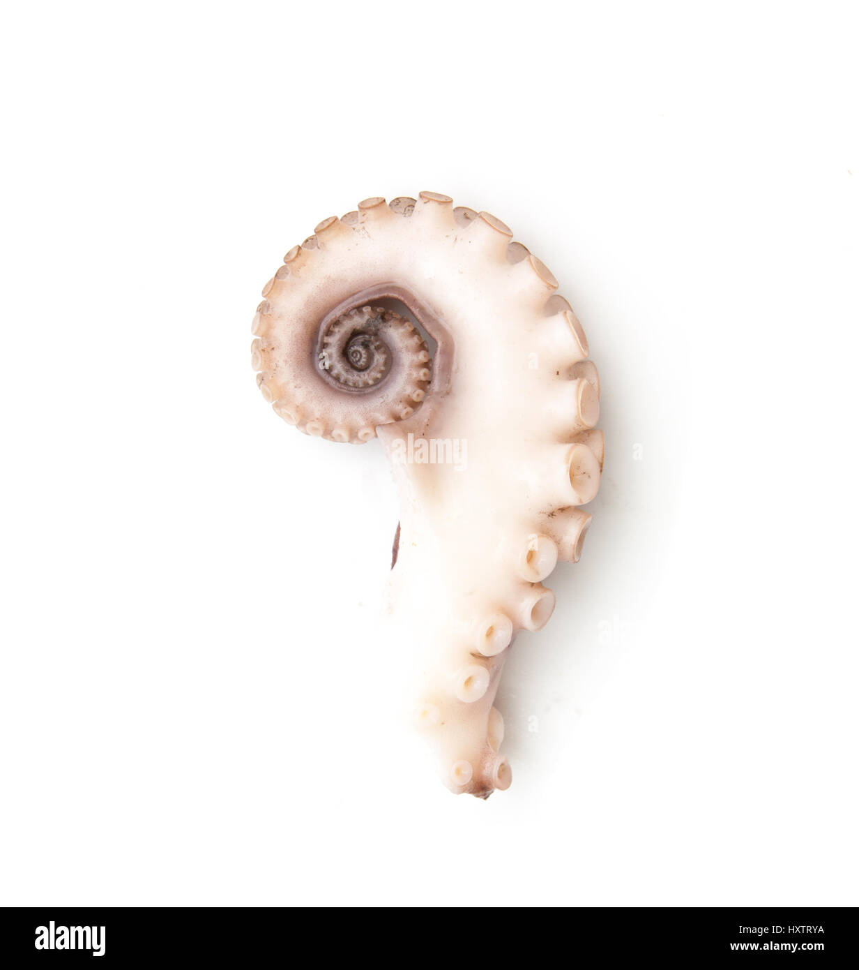 tentacles of octopus isolated on white background Stock Photo - Alamy