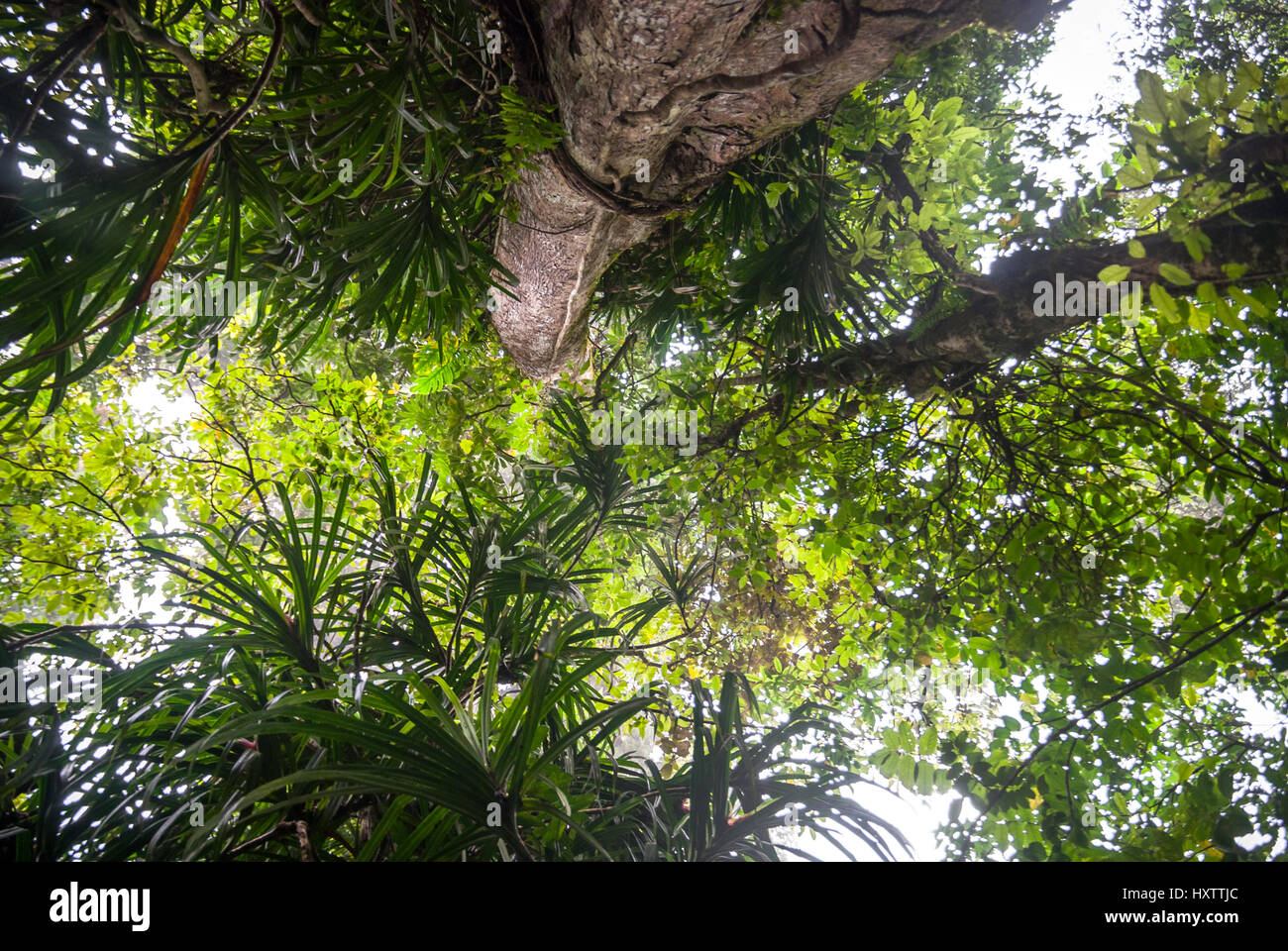 Dense tree leaves and tall tree of tropical rainforest. Stock Photo