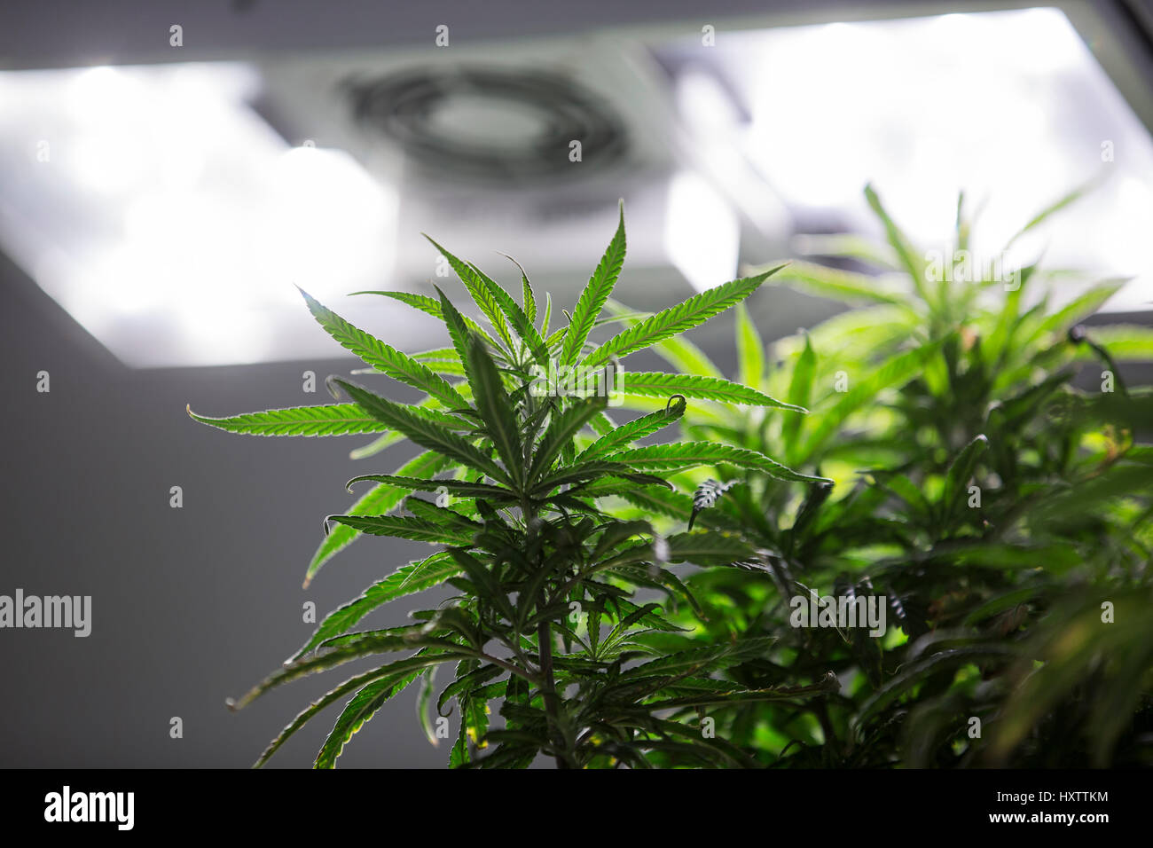 Cannabis plants grow inside of a legal grow facility under artificial