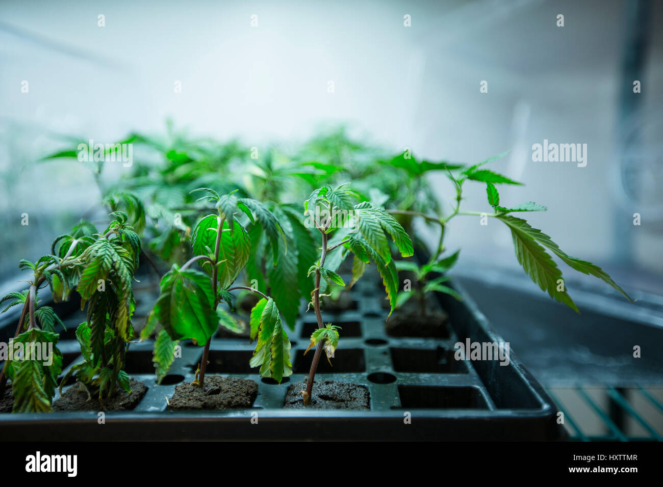 young cannabis plants grow in a plastic tray under a grow light at an