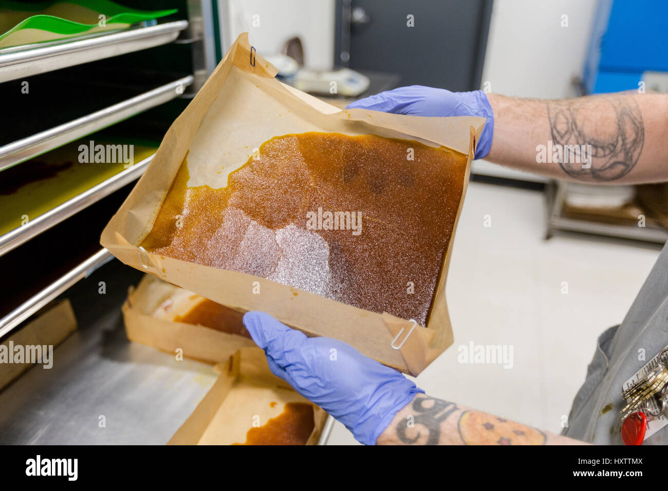 a lab technician holds a tray of cannabis wax extract after removing it from a shelving unit in a manufacturing lab in Colorado. Stock Photo