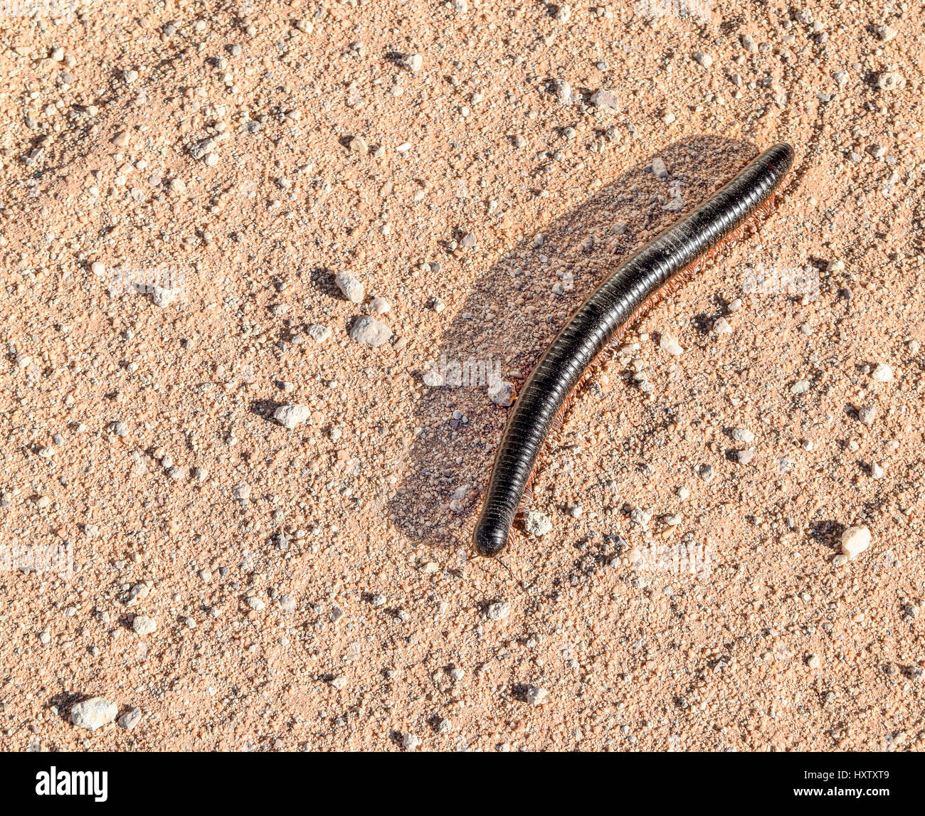 huge millipede on sandy ground in Namibia, Africa Stock Photo