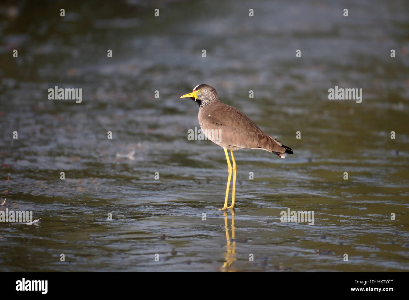 Wattled plover, Vanellus senegallus,  single bird in water, Gambia, February 2016 Stock Photo