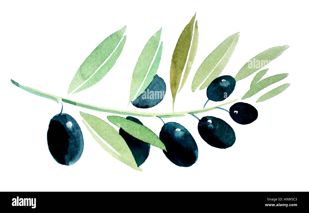 Watercolor sketch of an olive branch Stock Photo - Alamy