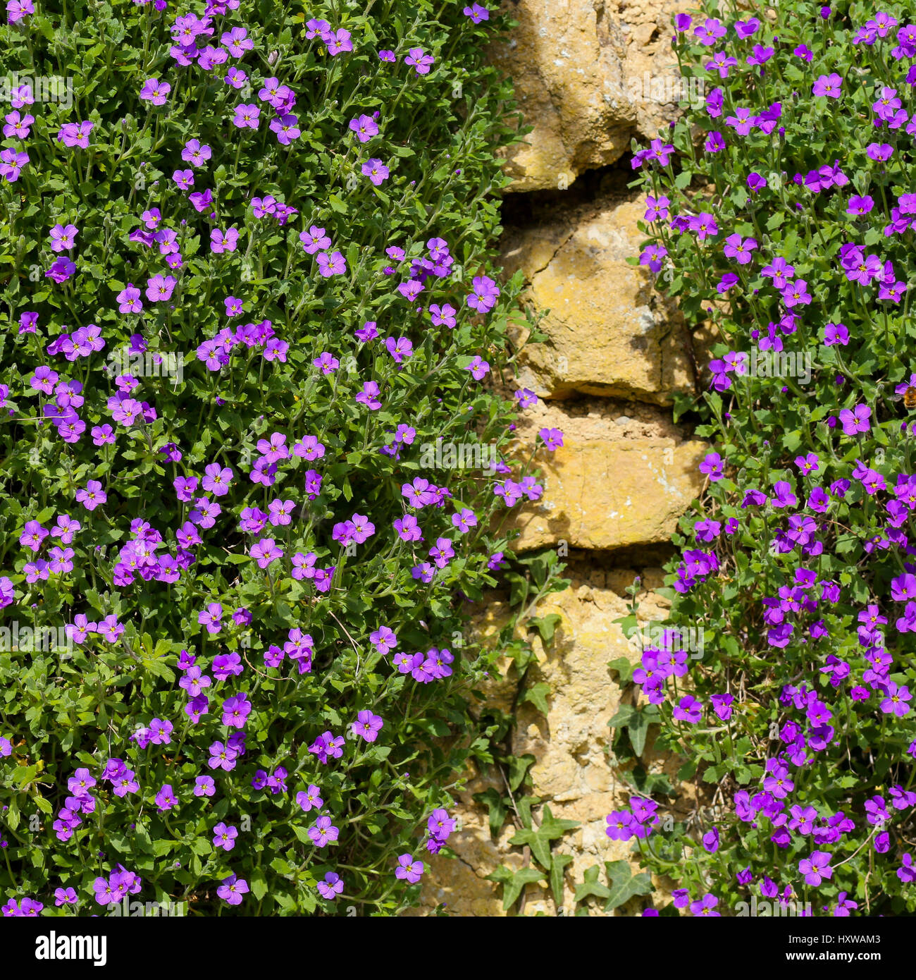 Lobelia erinus small purple magenta flowers on the stone wall fence background Stock Photo