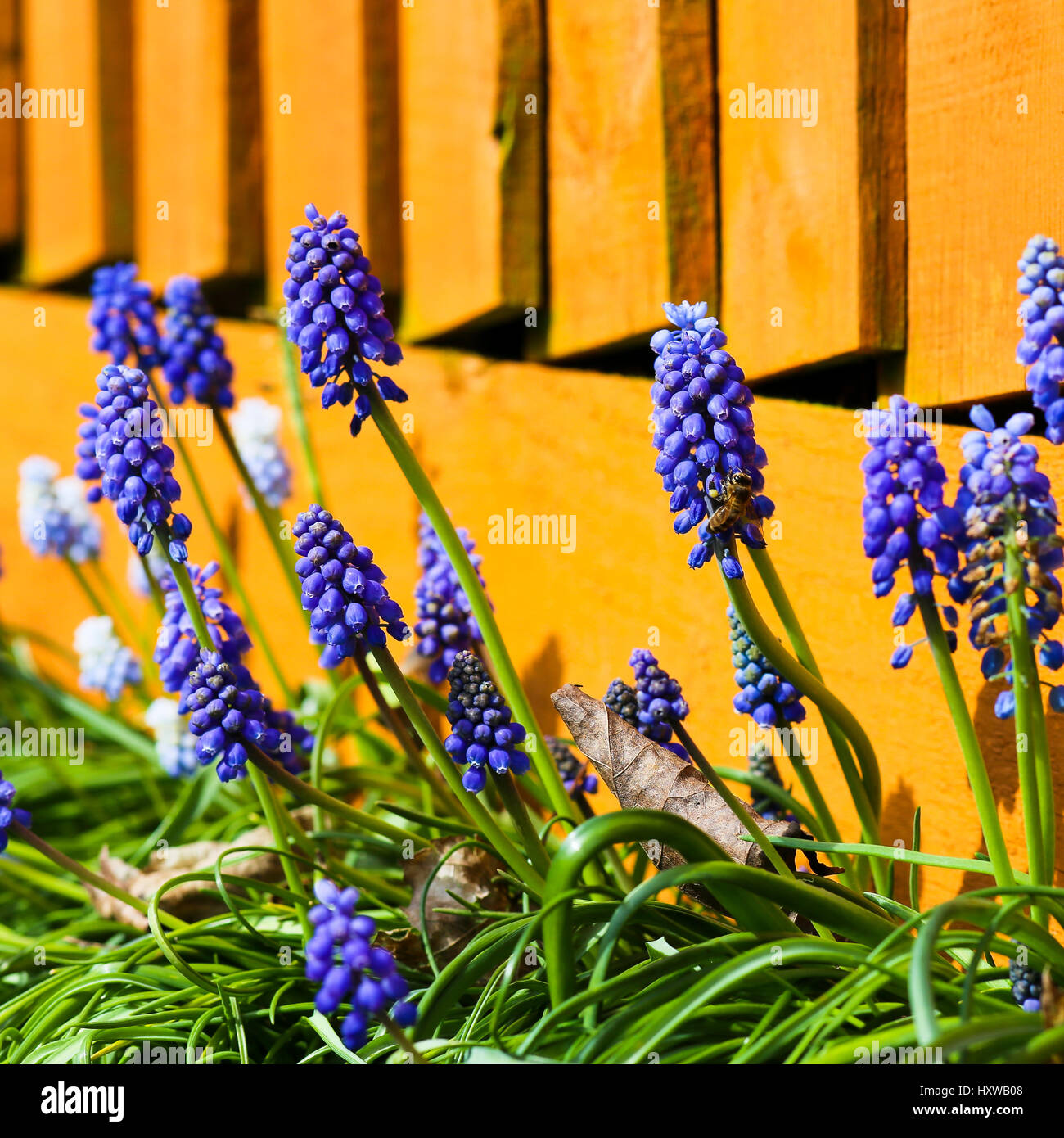 Muscari armeniacum. Grape hyacinths, honey bee polinating  flowers in the garden with orange fence Stock Photo