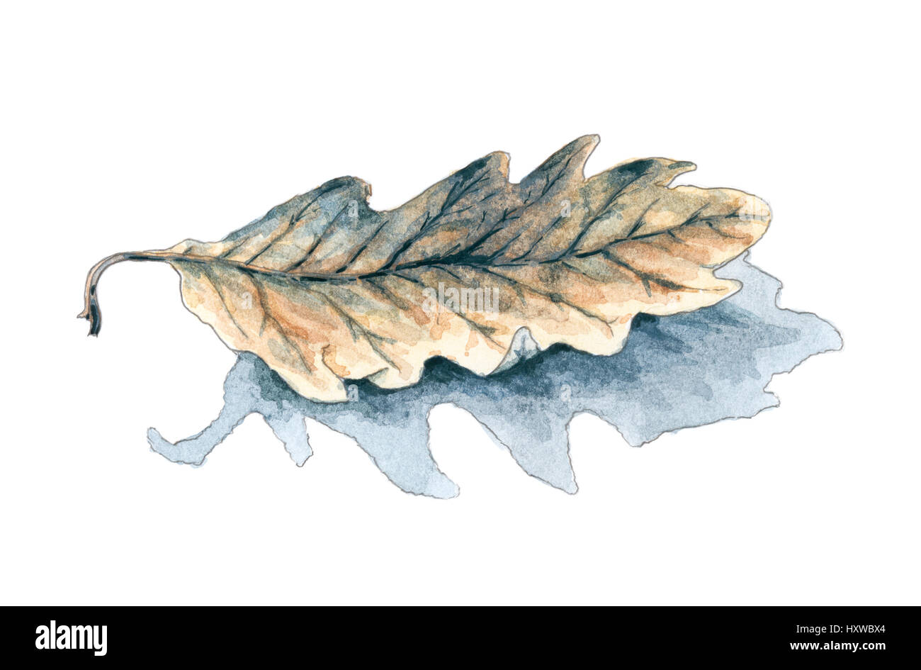 Fallen oak (Quercus) leaf with shadow over white background. Pencil and watercolor wash on rough paper. Stock Photo