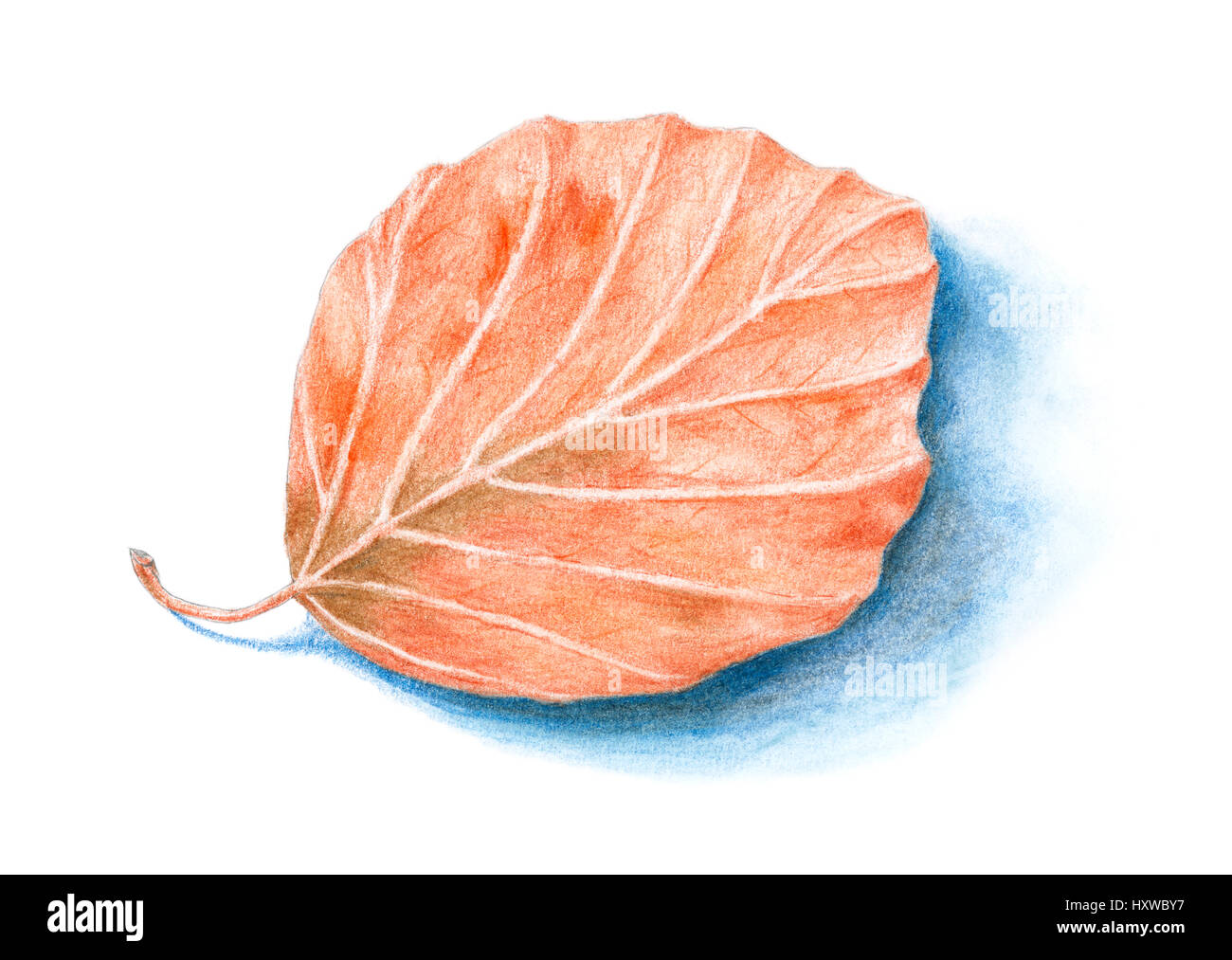 Fallen Common Beech (Fagus sylvatica) leaf with shadow over white background. Colored pencils on paper. Stock Photo