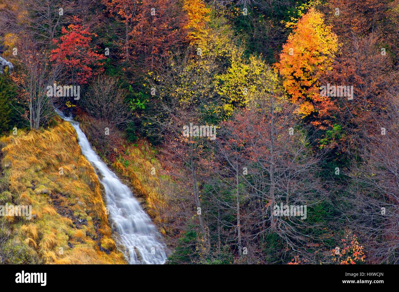 Forest an waterfall in Ordesa national Park, Anisclo Canyon, Pyrenees