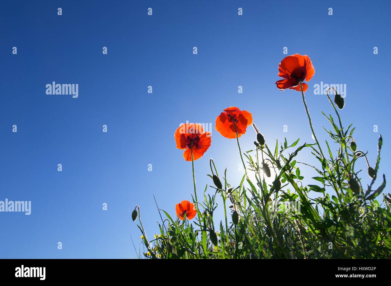 Poppy Offside Poppies from below blue hi-res stock photography and images - Alamy
