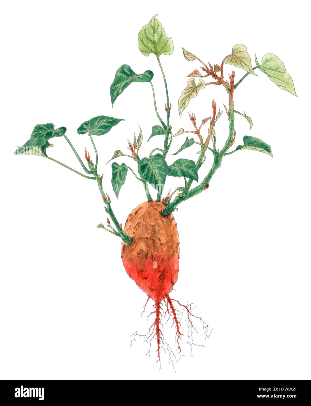 Sweet potato (Ipomoea batatas) plant botanical drawing over white