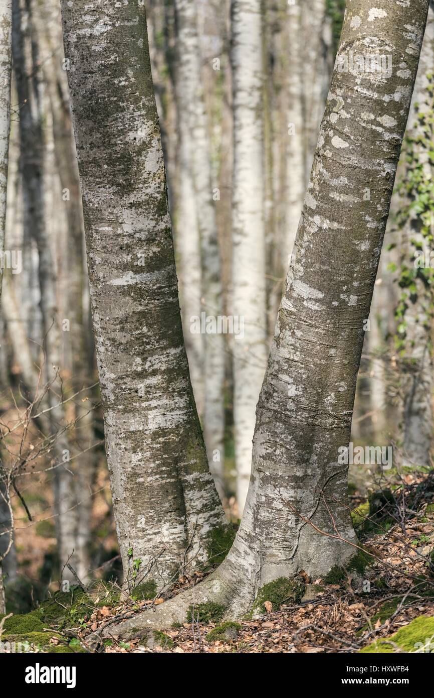 View of La Fageda den Jorda, a forest of beech trees, in the Garrotxa ...
