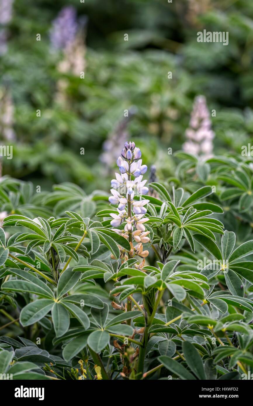 Soybean field ripening spring hi-res stock photography and images - Alamy