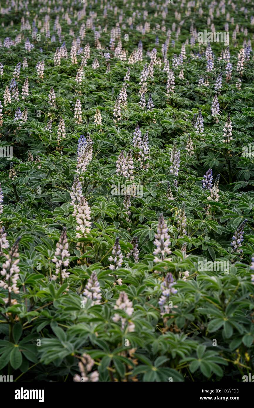Soybean field ripening spring hi-res stock photography and images - Alamy