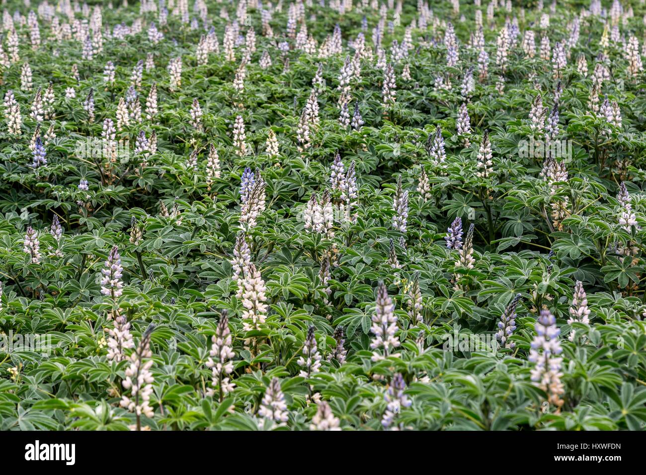 Soybean field ripening spring hi-res stock photography and images - Alamy