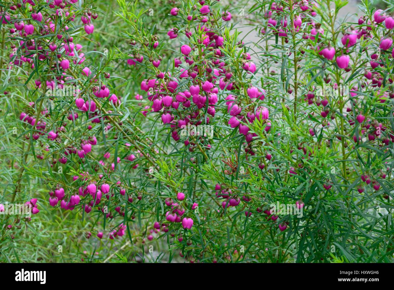 Boronia heterophylla Red boronia kalgan deep pink cerise  flowers Stock Photo