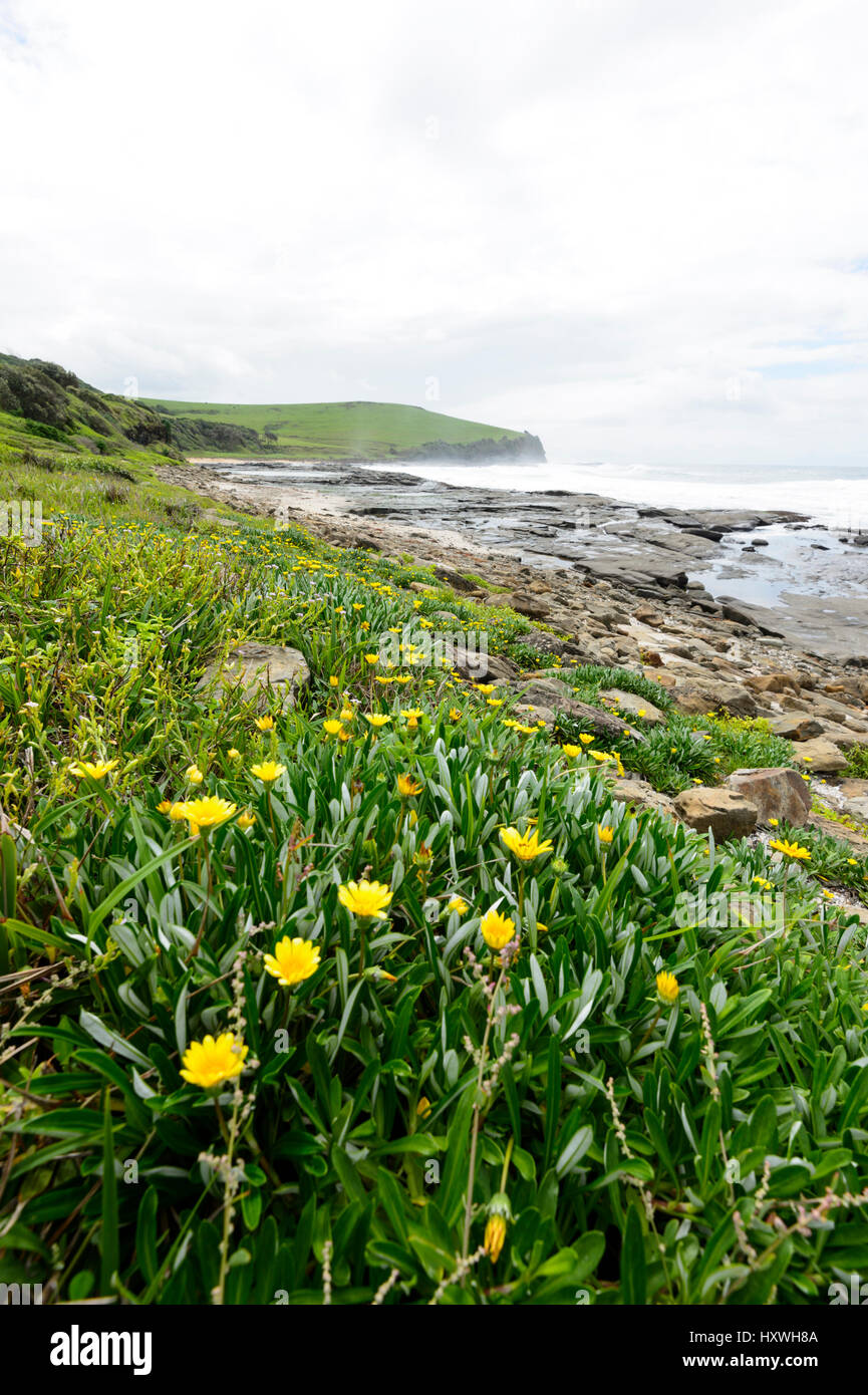 Yellow Wildflowers on the beach on a stormy day at Gerroa Headland, Black Head, Illawarra Coast, New South Wales, NSW, Australia Stock Photo