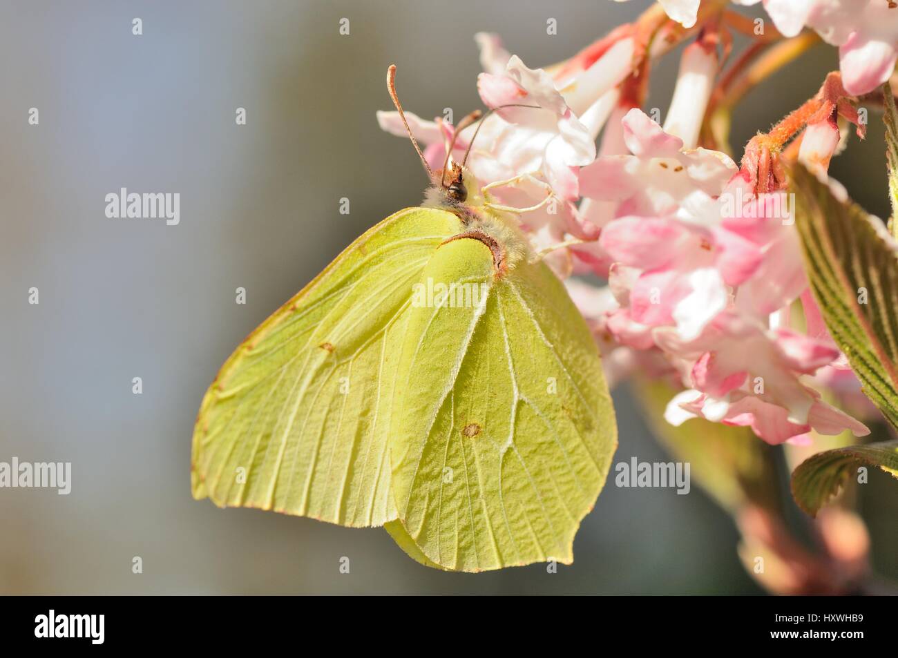 Brimstone (Gonepteryx rhamni / Latolistek cytrynek). Butterfly on a flower Stock Photo