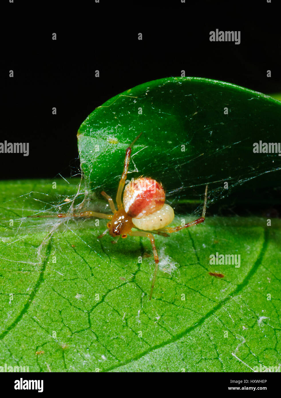 Comb-footed Spider or Tangle-web Spider or  Cobweb Spider (Theridiid sp.) with parasite larva attached to it , New South Wales, NSW, Australia Stock Photo