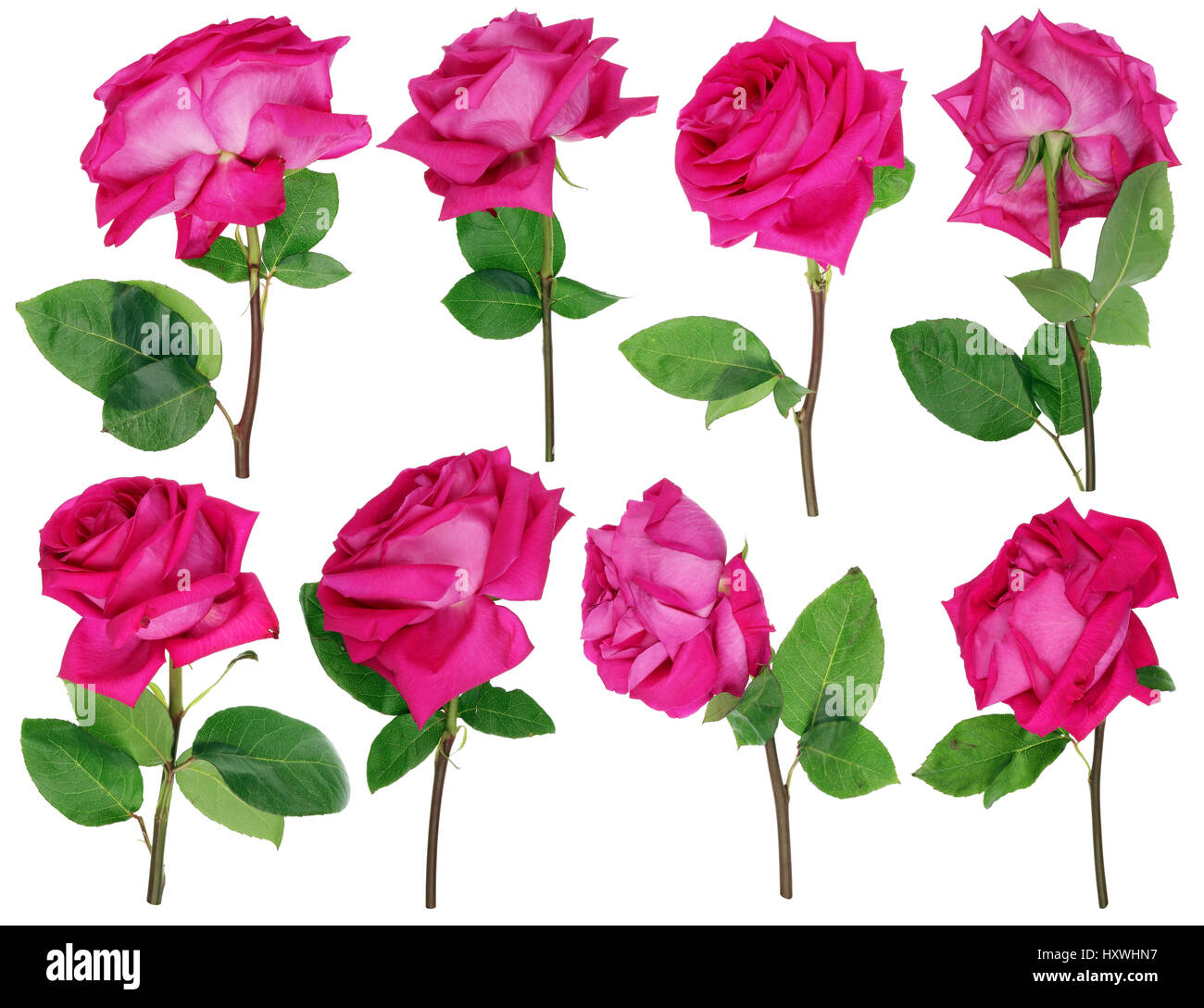The drying-up dying pink roses from a wedding bouquet. Isolated on white homemade set collage Stock Photo