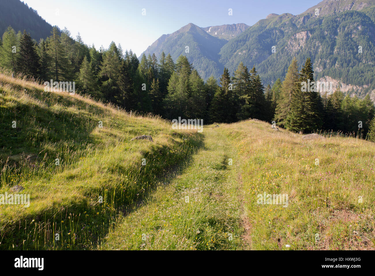 alter Weg durch eine Almwiese mit Wald im Hintergrund und Blick zum Mölltal auf der Gipperalm in Heiligenblut, Kärnten, Österreich Stock Photo